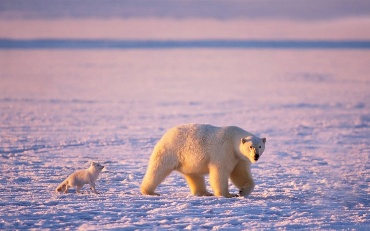 Τα κοιτάσματα της Αρκτικής απειλούν τις πολικές αρκούδες