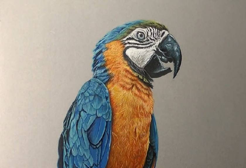 Αυτός ο παπαγάλος είναι απλά μια ζωγραφιά! (βίντεο)