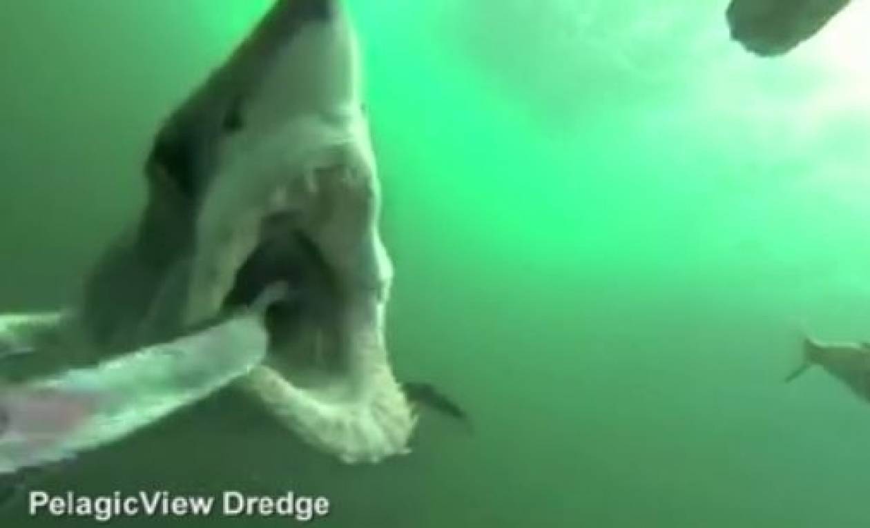 Βίντεο-εφιάλτης: Πώς είναι να σε κυνηγά και να σε τρώει καρχαρίας
