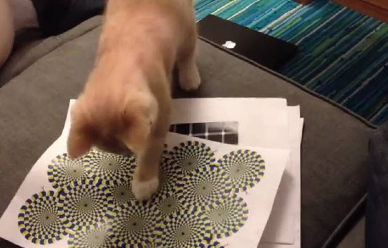 Η αντίδραση γάτας όταν βλέπει οφθαλμαπάτη (βίντεο)
