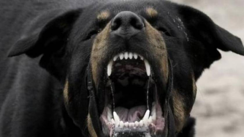 Ωραιόκαστρο: Της επιτέθηκε αγέλη σκύλων
