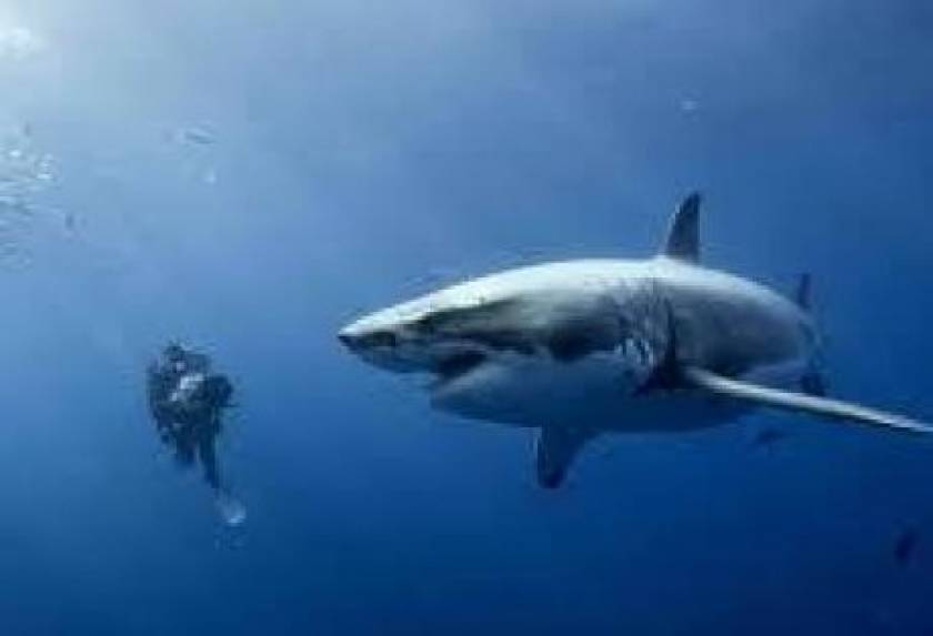 Πάτρα: Χειμερινός κολυμβητής συνάντησε καρχαρία