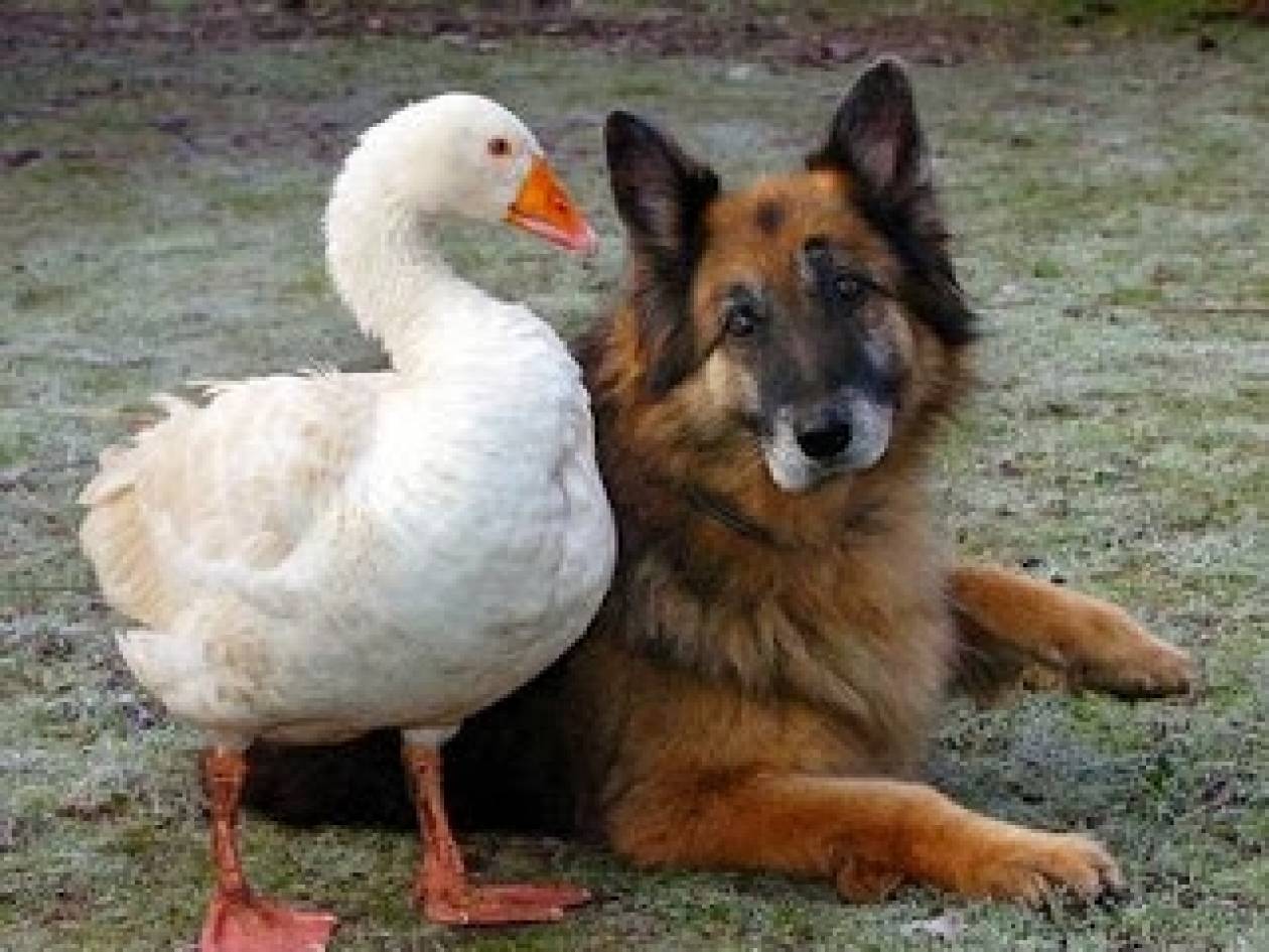 Daily Mail: Ενας άγριος σκύλος...ερωτεύθηκε μία χήνα!