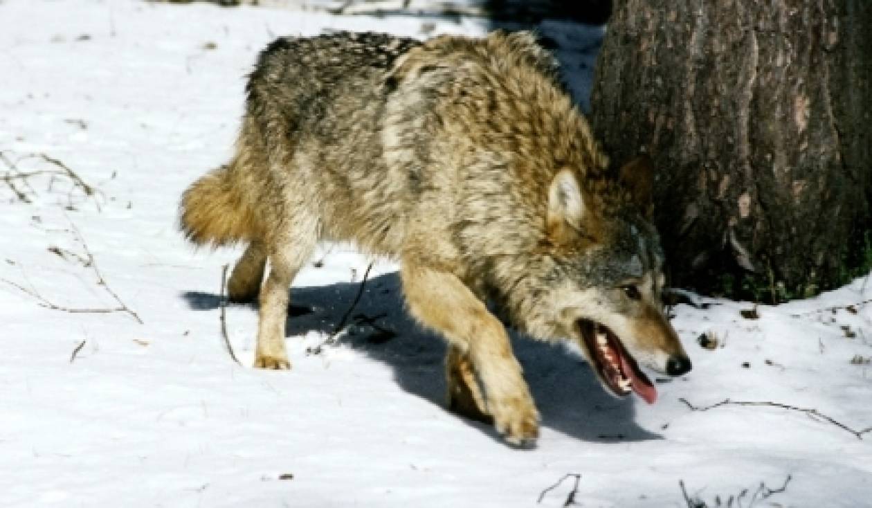Φόβος-τρόμος οι λύκοι του Τσερνόμπιλ