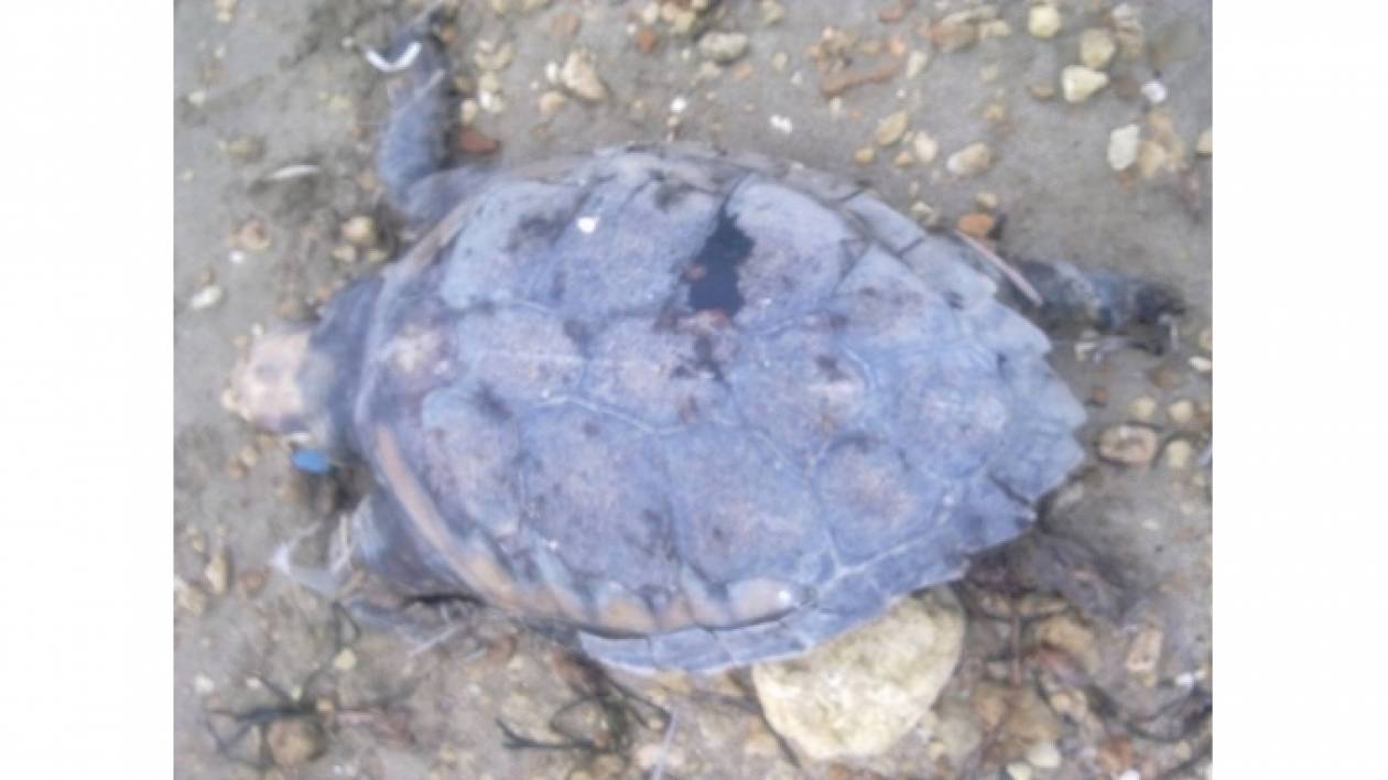 Κρήτη: Βρήκε νεκρή χελώνα στην παραλία
