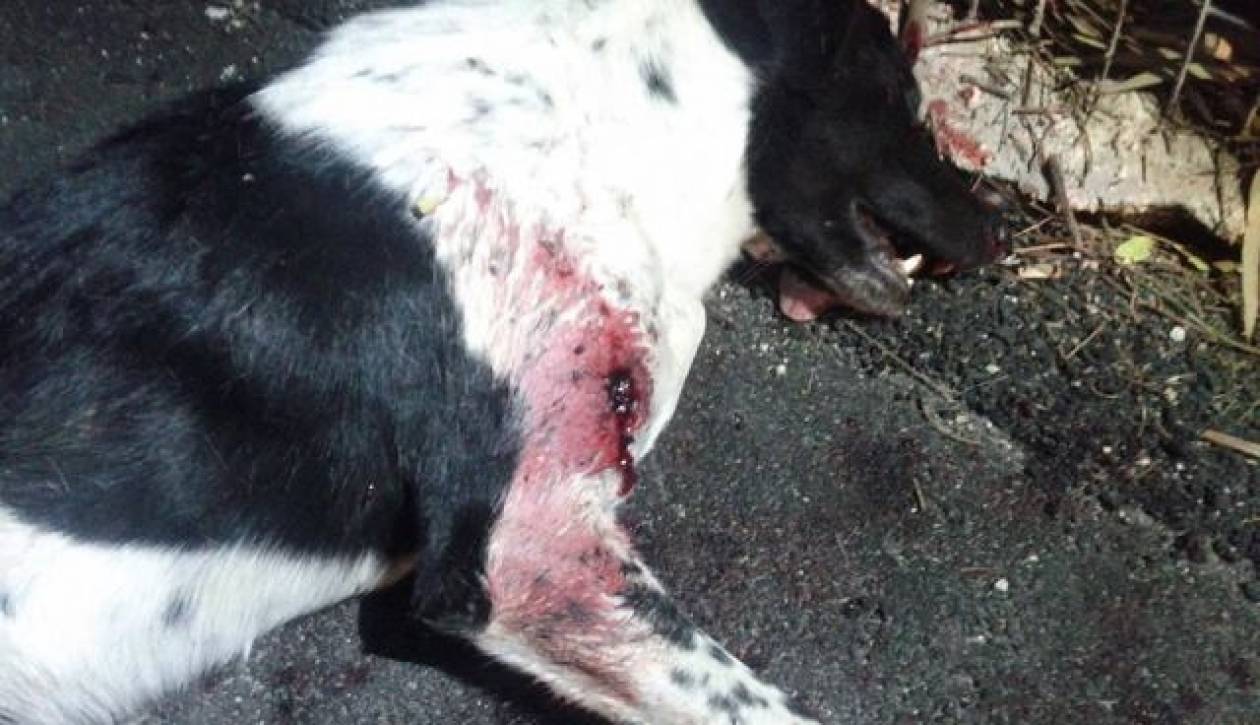 Προσοχή - Απομακρύνετε τα παιδιά: Πυροβόλησε σκυλάκι με τουφέκι (pics)