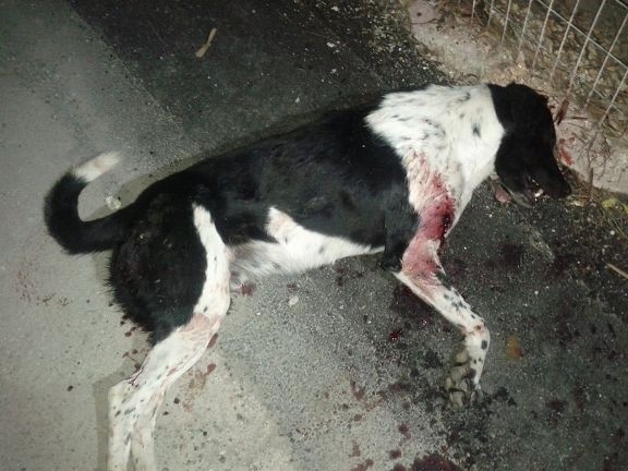 Προσοχή - Απομακρύνετε τα παιδιά: Πυροβόλησε σκυλάκι με τουφέκι (pics)