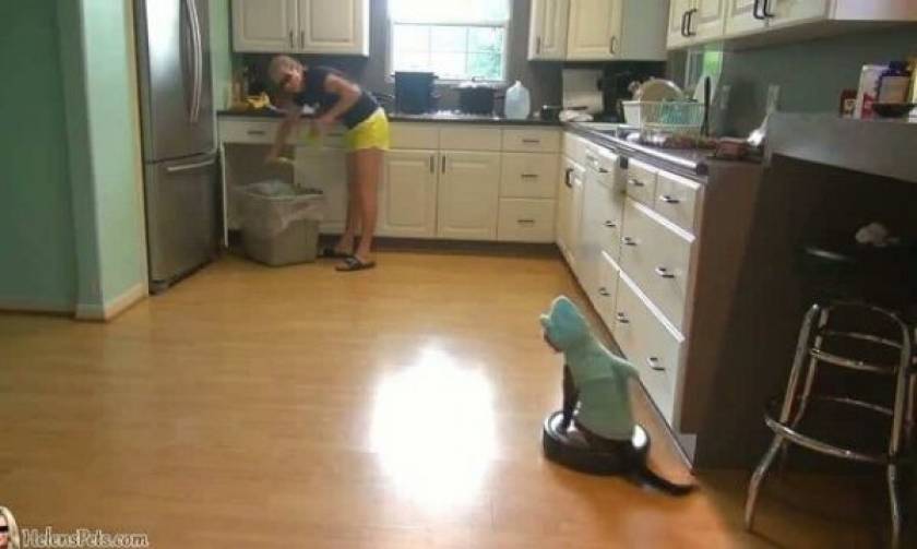 Τις δουλειές του σπιτιού δεν τις κάνει η γυναίκα, αλλά η γάτα της
