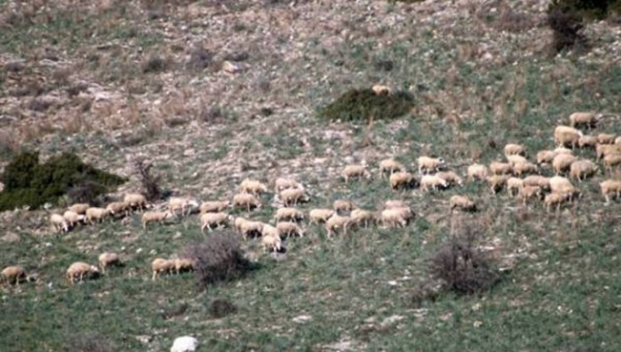 Φάρσαλα: Έκλεψαν 12 πρόβατα και ένα αρνί