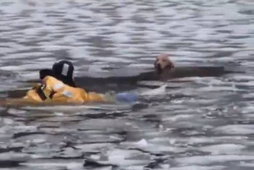 Επιχείρηση διάσωσης σκύλου που είχε πέσει σε παγωμένο ποτάμι (βίντεο)
