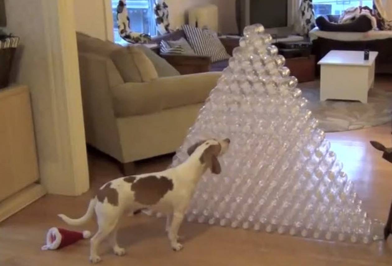 Σκυλάκι κάνει... χαρούλες με πλαστικά μπουκάλια (βίντεο)
