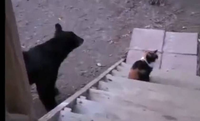 Αρκούδα εναντίον γάτας... (βίντεο)