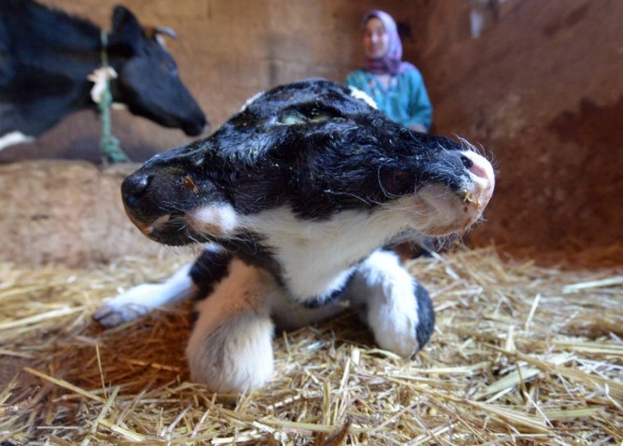 Μαρόκο: Αγελάδα γέννησε ένα δικέφαλο μοσχαράκι