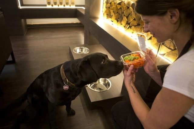 Στο Βερολίνο το πρώτο εστιατόριο για σκύλους και γάτες (photos)