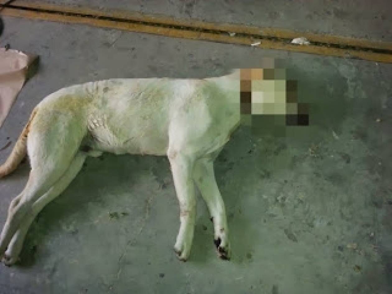 Κτηνωδία: Της έστελναν απειλητικά μηνύματα και σκότωσαν τον σκύλο της!