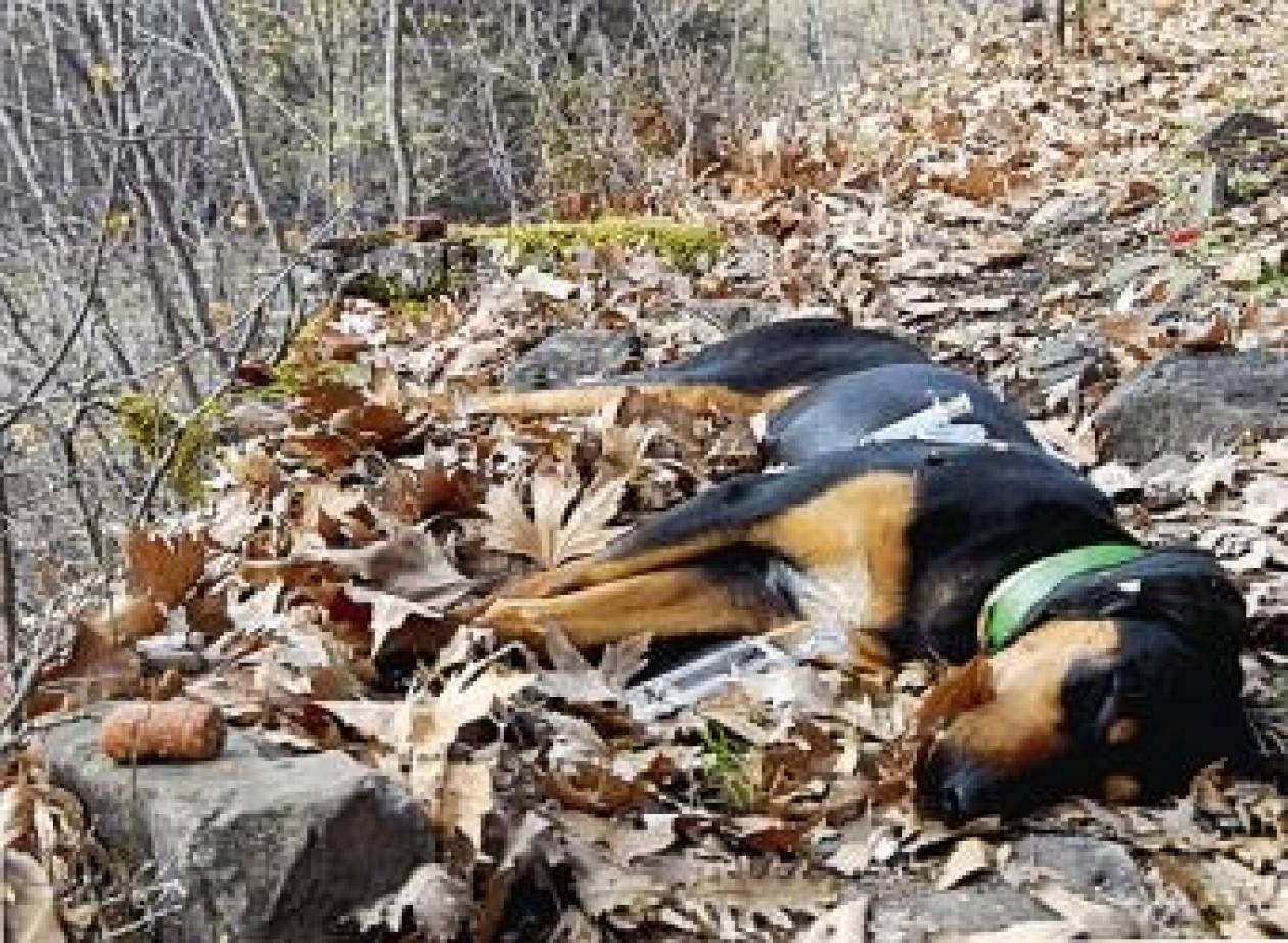 Αμαλιάδα: Φαρμακώθηκαν τέσσερα κυνηγόσκυλα