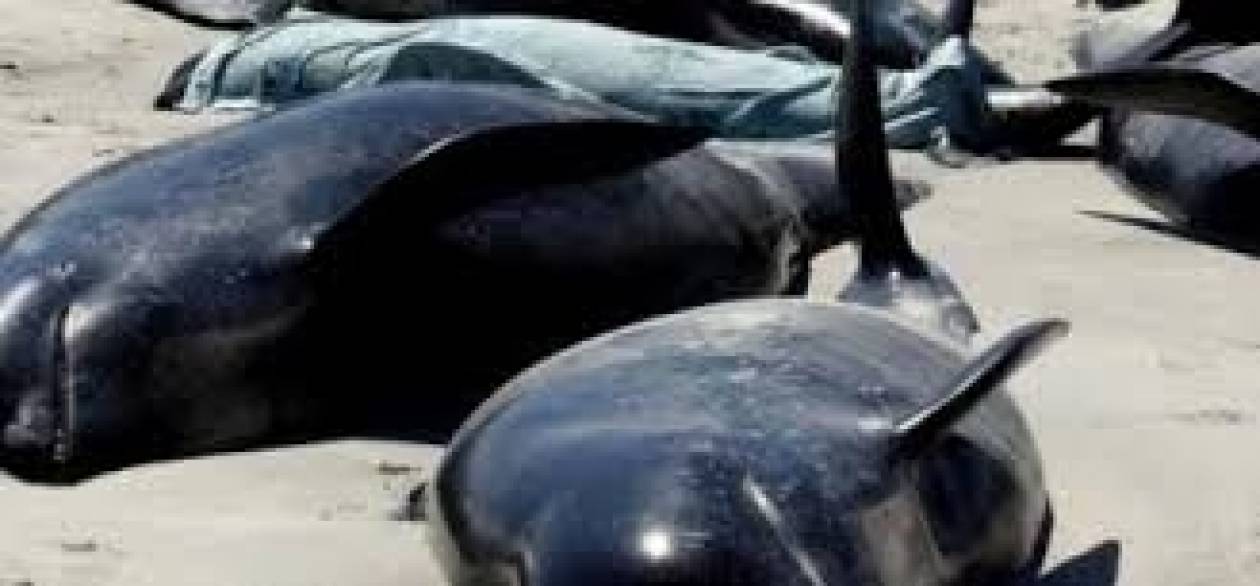 Θέαμα-ΣΟΚ: 39 φάλαινες νεκρές σε παραλία