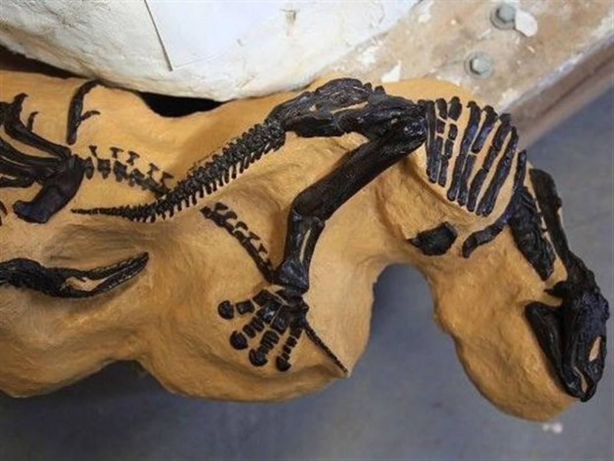 Ταξινόμησαν δύο δεινόσαυρους που βρέθηκαν στη Σαουδική Αραβία