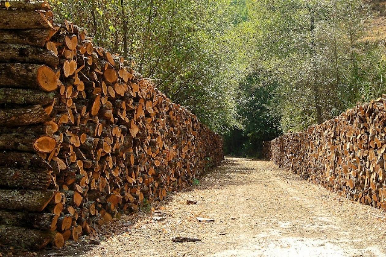 Μόνο στο 30% η διαχείριση της ξυλείας που μπορεί να παράγει η χώρα