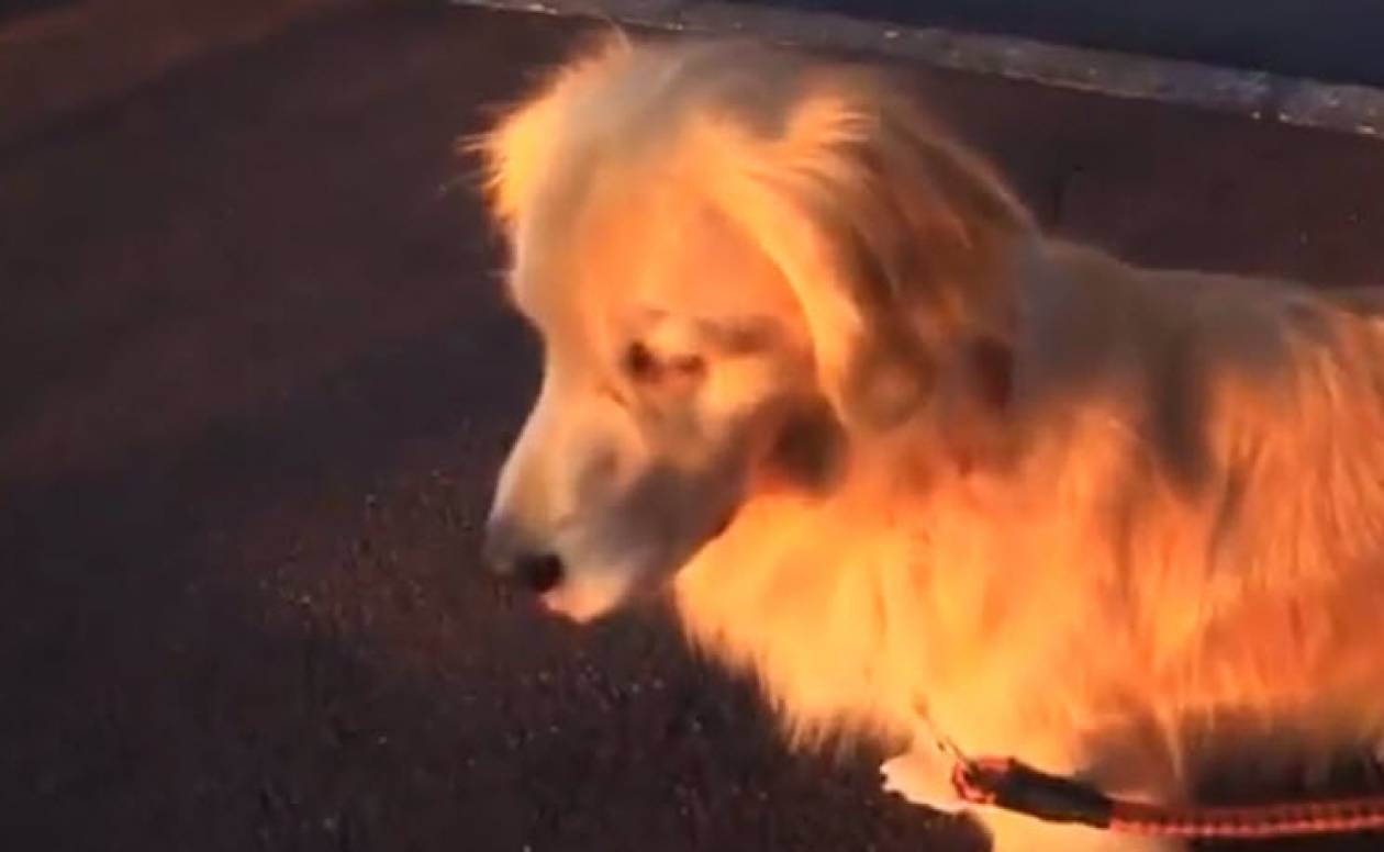 Σκύλος μιμείται μια σειρήνα της αστυνομίας (βίντεο)