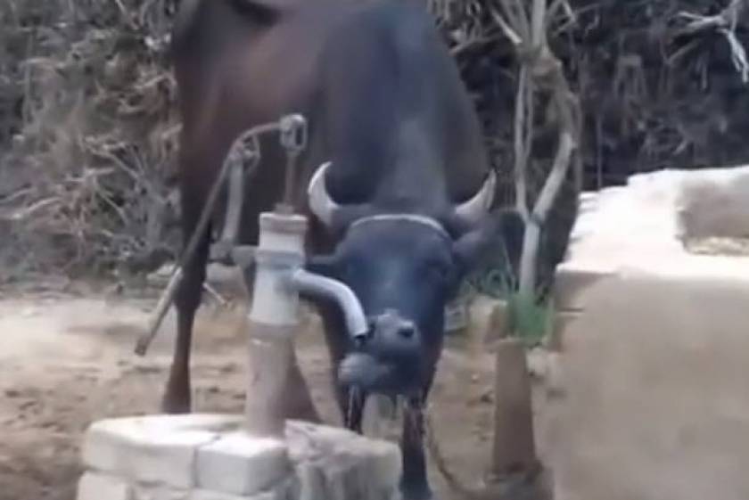 Η έξυπνη αγελάδα! (βίντεο)