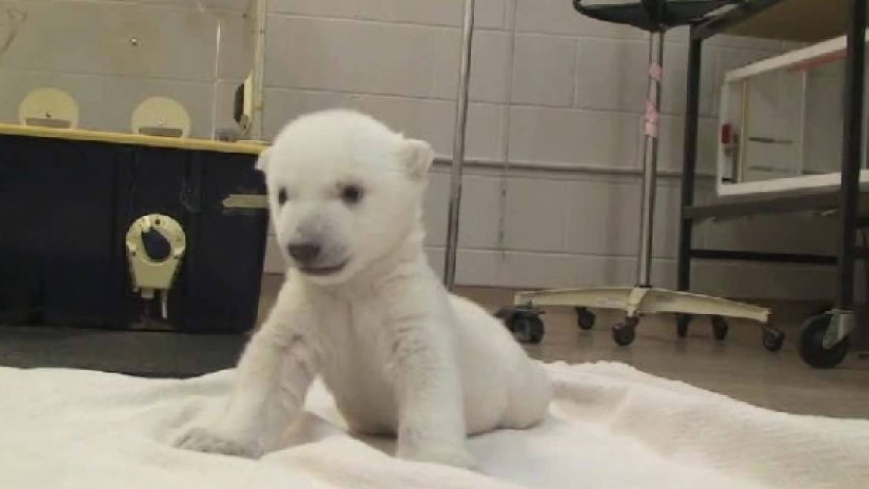 Βίντεο: Τα πρώτα βήματα ενός μικρού αρκούδου ξετρέλαναν το διαδίκτυο