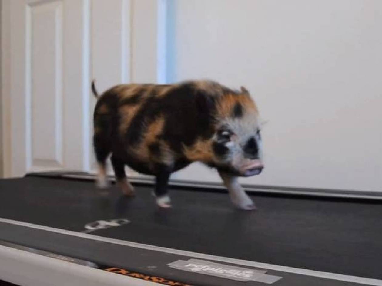 Όταν ένα γουρούνι... γυμνάζεται σε διάδρομο! (vid)