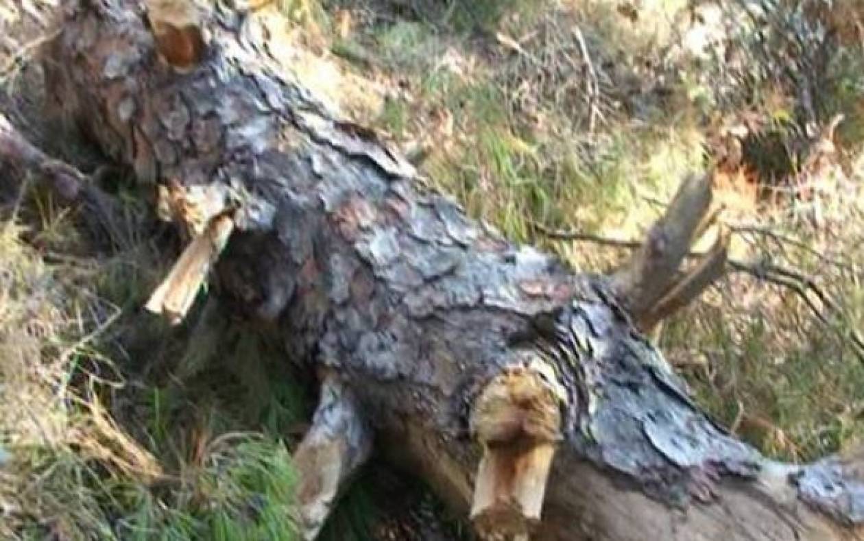 Καταστροφή στο Σέιχ Σου - Κόβουν τα δέντρα για να ζεσταθούν (vid)