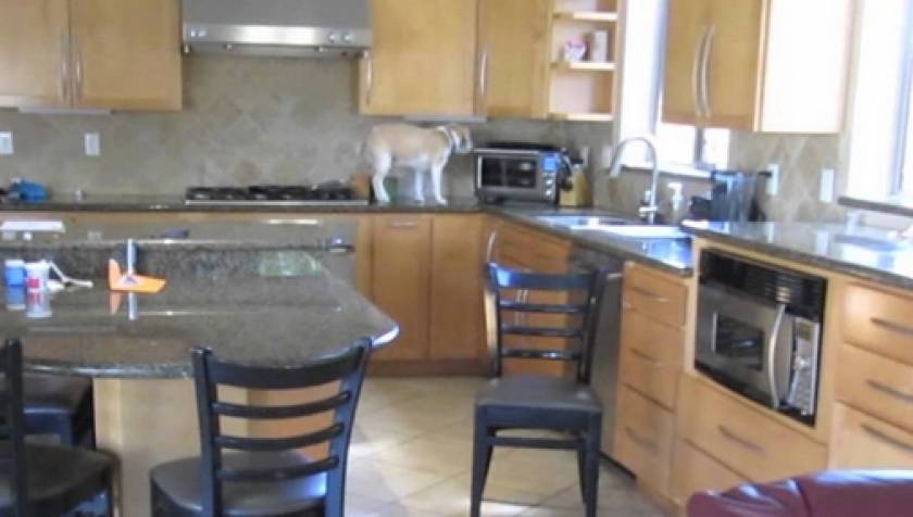 Απίστευτο βίντεο! Πανέξυπνος σκύλος «κλέβει» φαγητό από τον φούρνο!