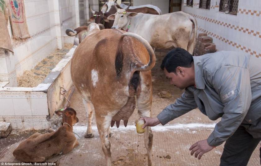 Ινδοί πίνουν ούρα παρθένας αγελάδας για να έχουν την υγειά τους!
