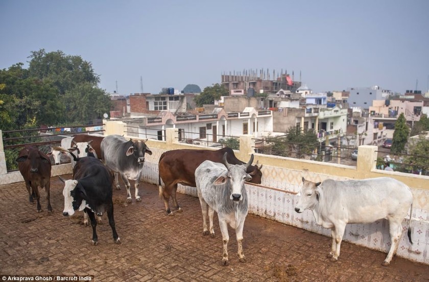 Ινδοί πίνουν ούρα παρθένας αγελάδας για να έχουν την υγειά τους!
