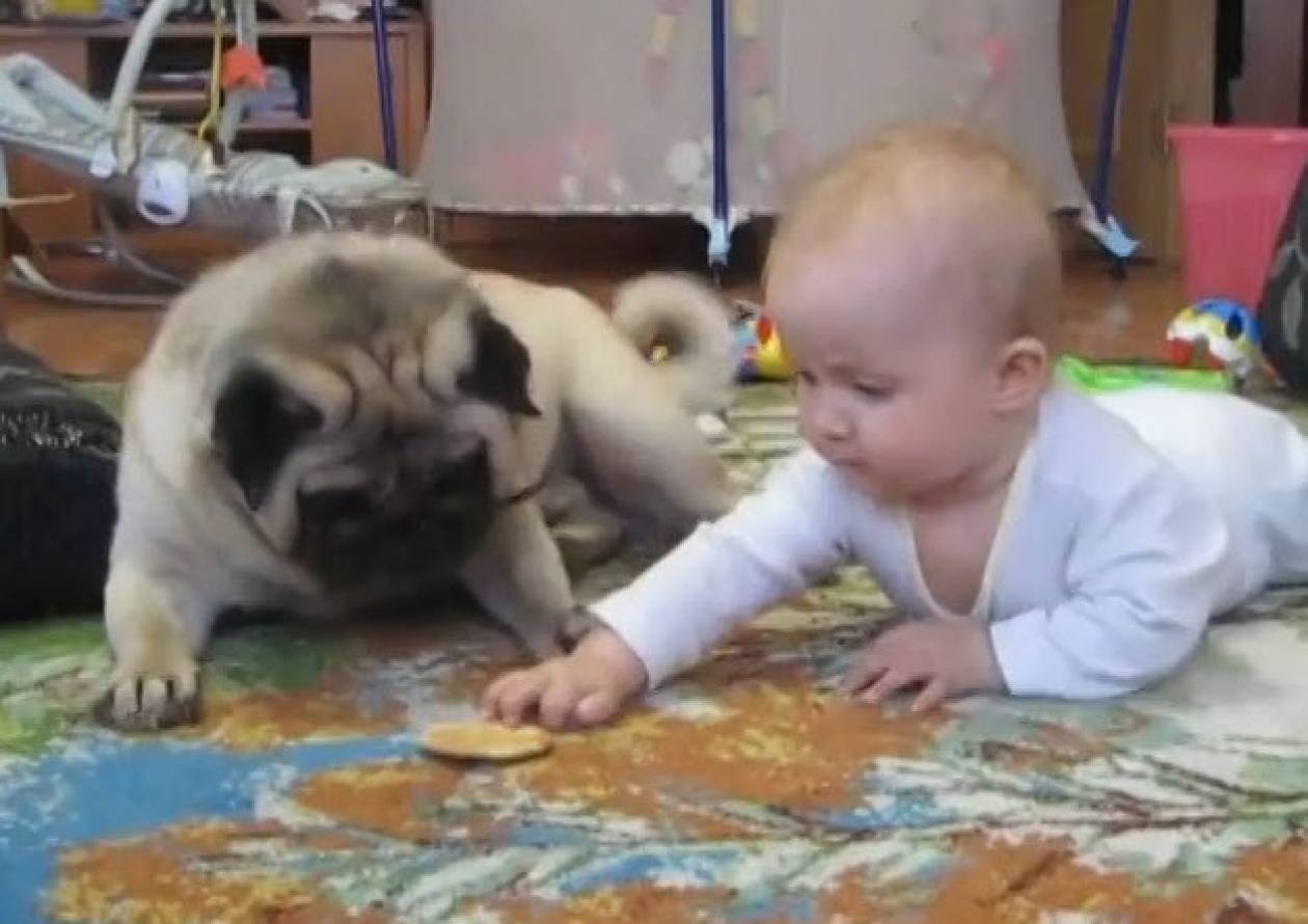 Μωράκι εναντίον σκύλου με έπαθλο ένα... μπισκότο (βίντεο)