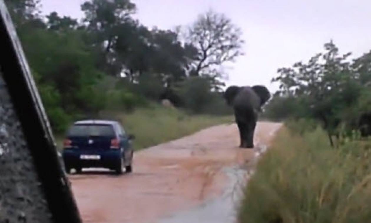 Ελέφαντας επιτέθηκε σε όχημα που μεταφέρει τουρίστες! (βίντεο)