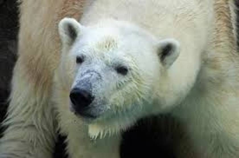 Νεκρή η «γιαγιά» πολική αρκούδα της Νότιας Αφρικής