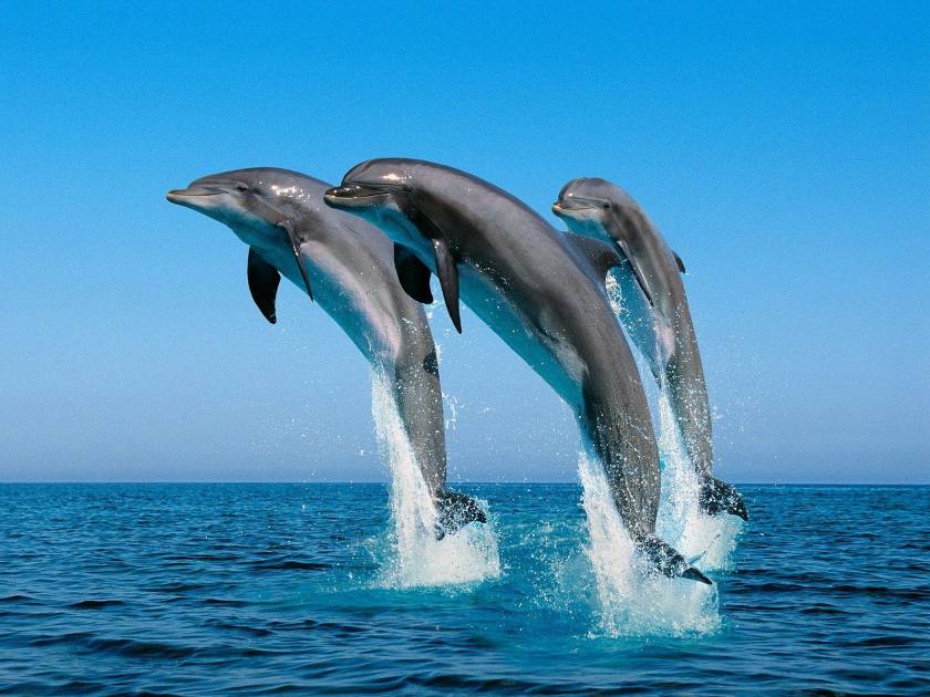 Δείτε βίντεο με δελφίνια να «παίζουν» ανοιχτά του Κρυονερίου!