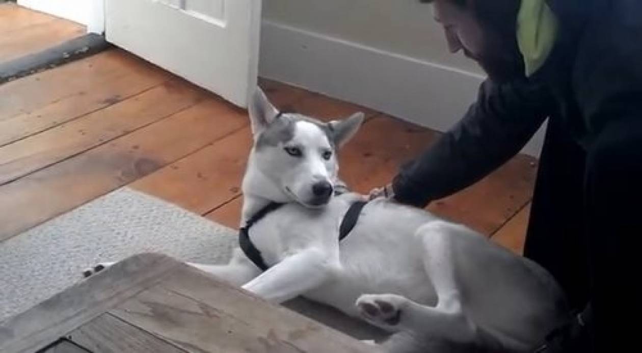 Βίντεο που σαρώνει: Ο σκύλος που λέει «όχι» και ξετρέλανε το YouTube