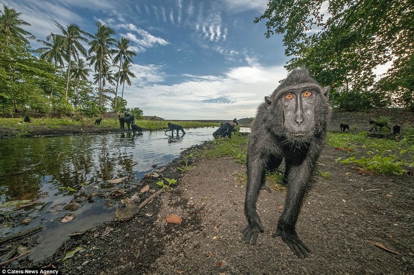 Απίθανες μαϊμούδες ποζάρουν στο φακό! (photos)