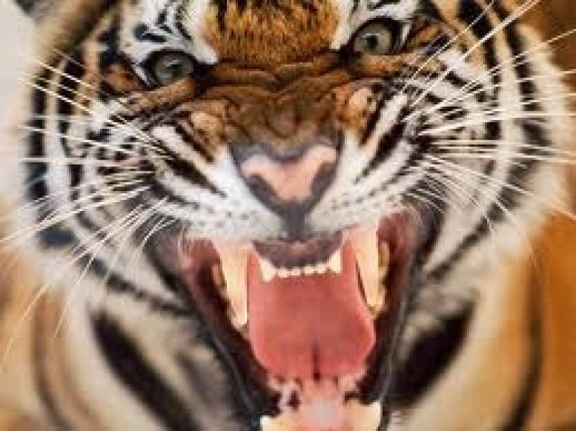 Σκότωσαν τίγρη που περιπλανιόταν ελεύθερη στους δρόμους της πόλης