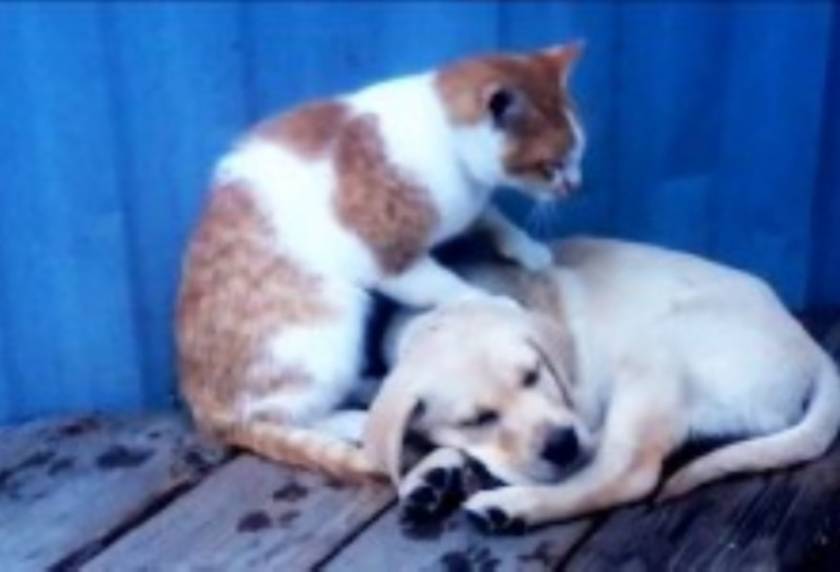 Βίντεο: Γάτες κάνουν μασάζ σε σκύλους!