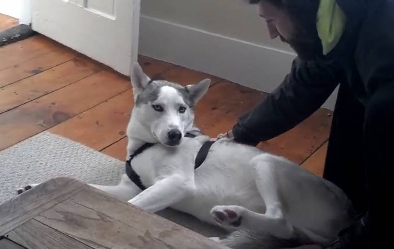 Σκύλος δεν θέλει να... σηκωθεί και το λέει! (βίντεο)