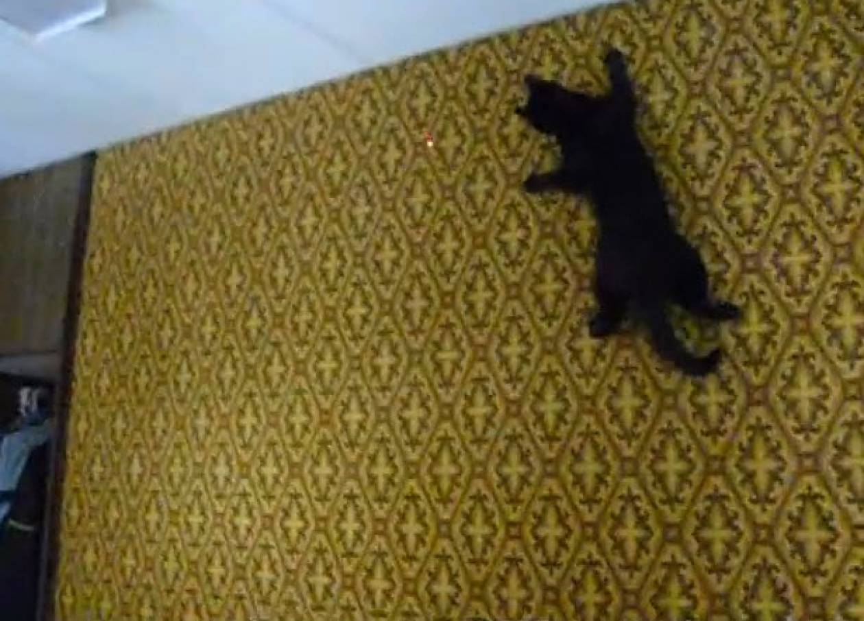 Η γάτα... «spiderman» που κυνηγάει το λέιζερ (βίντεο)