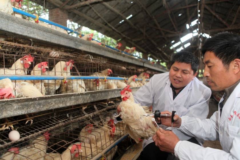 Βιετνάμ: Tο πρώτο θύμα της νόσου των πουλερικών μετά από ένα χρόνο