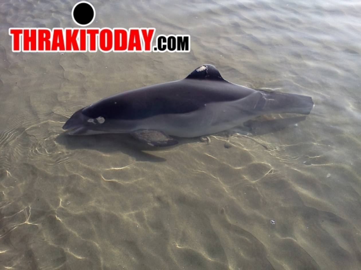 Νεκρό δελφίνι στην Ξάνθη