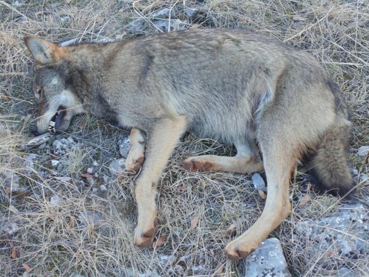 Βρέθηκε νεκρός λύκος στην Κοζάνη