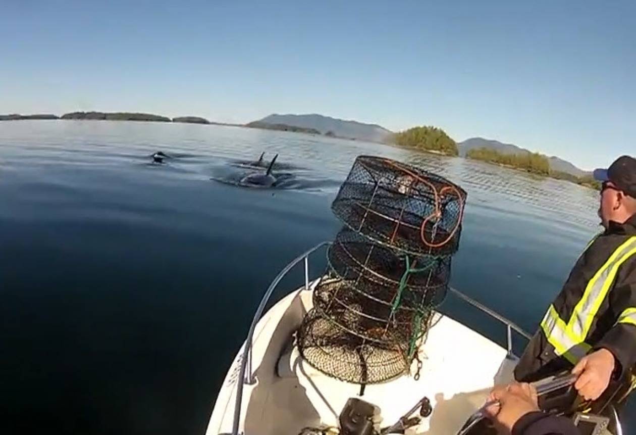 Ψαρεύοντας παρέα με φάλαινες δολοφόνους! (βίντεο)
