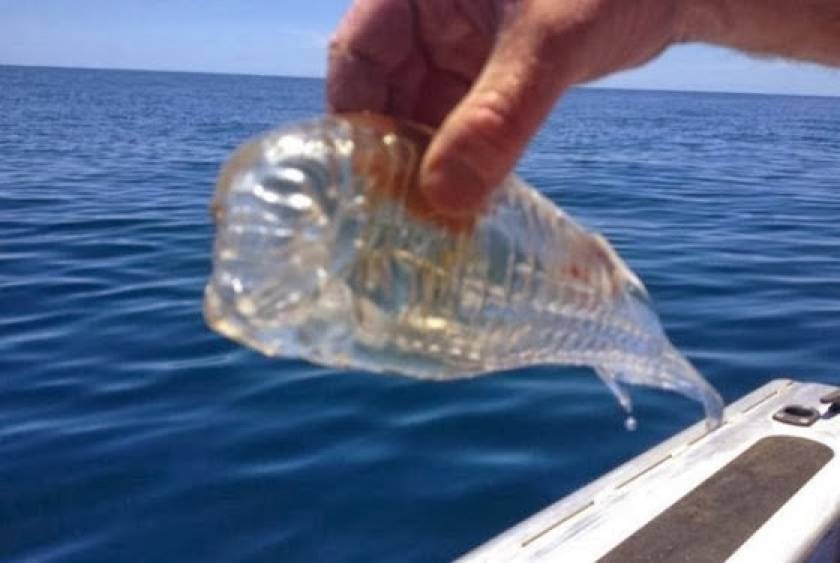 Δείτε το περίεργο διαφανές ψάρι που βρήκε ψαράς στη Νέα Ζηλανδία!