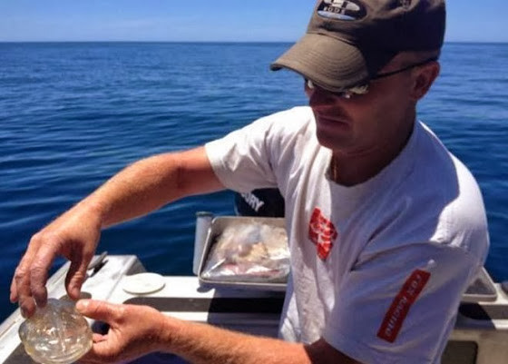 Δείτε το περίεργο διαφανές ψάρι που βρήκε ψαράς στη Νέα Ζηλανδία!
