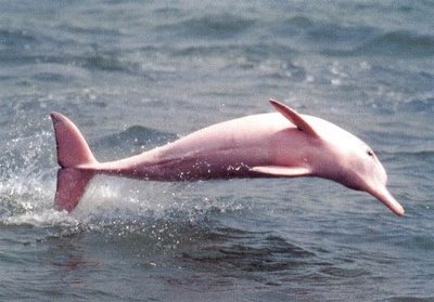 pinkdolphin