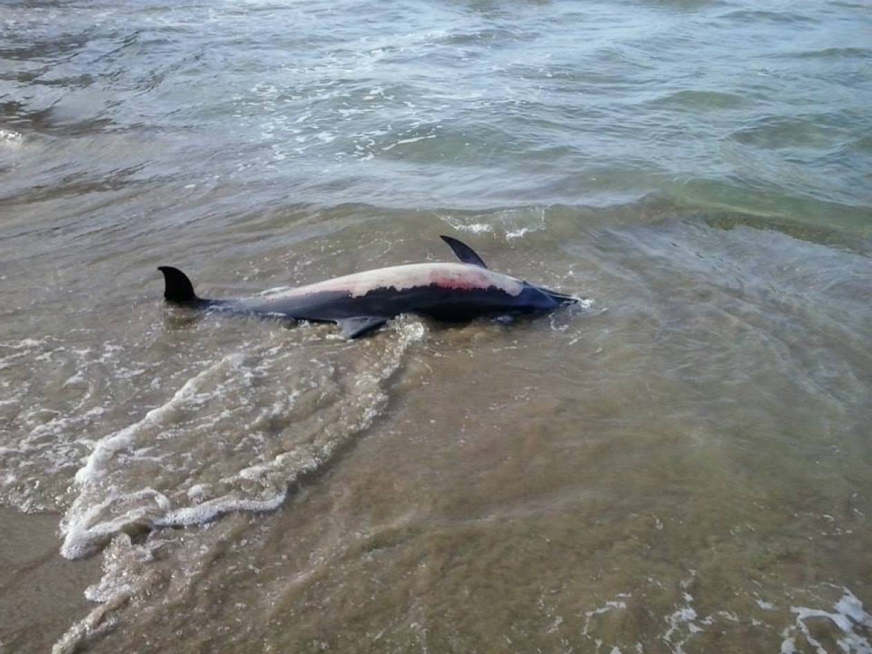 Νεκρό δελφίνι σε παραλία της Σύρου