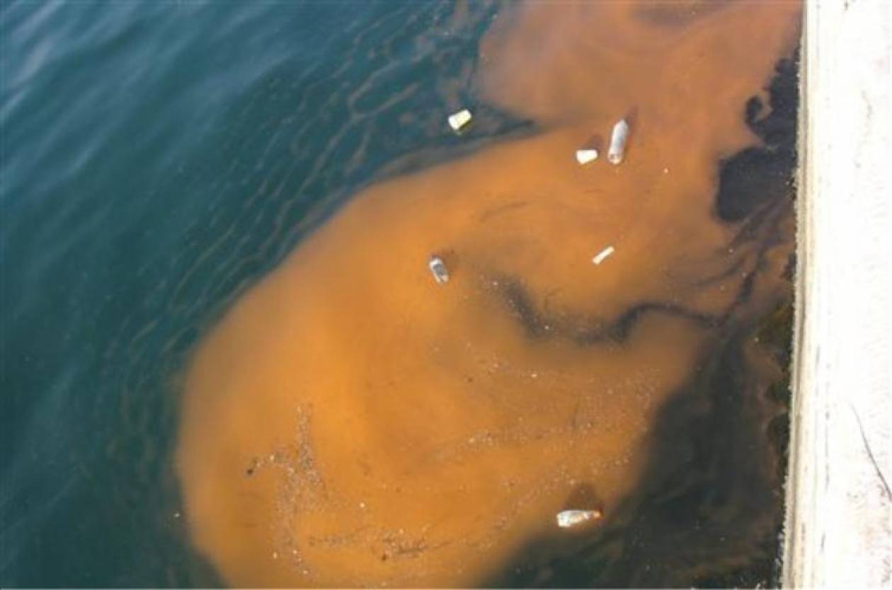 Αποκρουστική εικόνα: Σκουπίδια και ερυθρά παλίρροια στον Θερμαϊκό